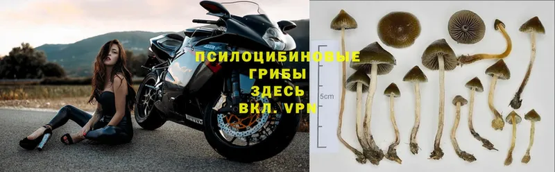 Галлюциногенные грибы Psilocybe  Красноуральск 